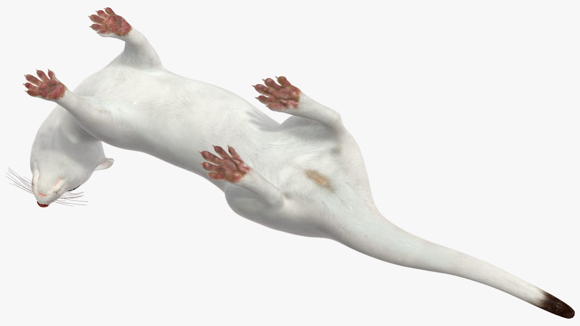White Ermine Lifelike Pose 3D https://p.turbosquid.com/ts-thumb/Sm/IOPcAj/eo/whiteerminelifelikeposevray3dmodel013/jpg/1711936646/1920x1080/fit_q87/351dd8a8c82acba80df6b257bb02afdb44b0f0a6/whiteerminelifelikeposevray3dmodel013.jpg