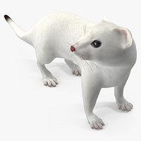 White Ermine Lifelike Pose