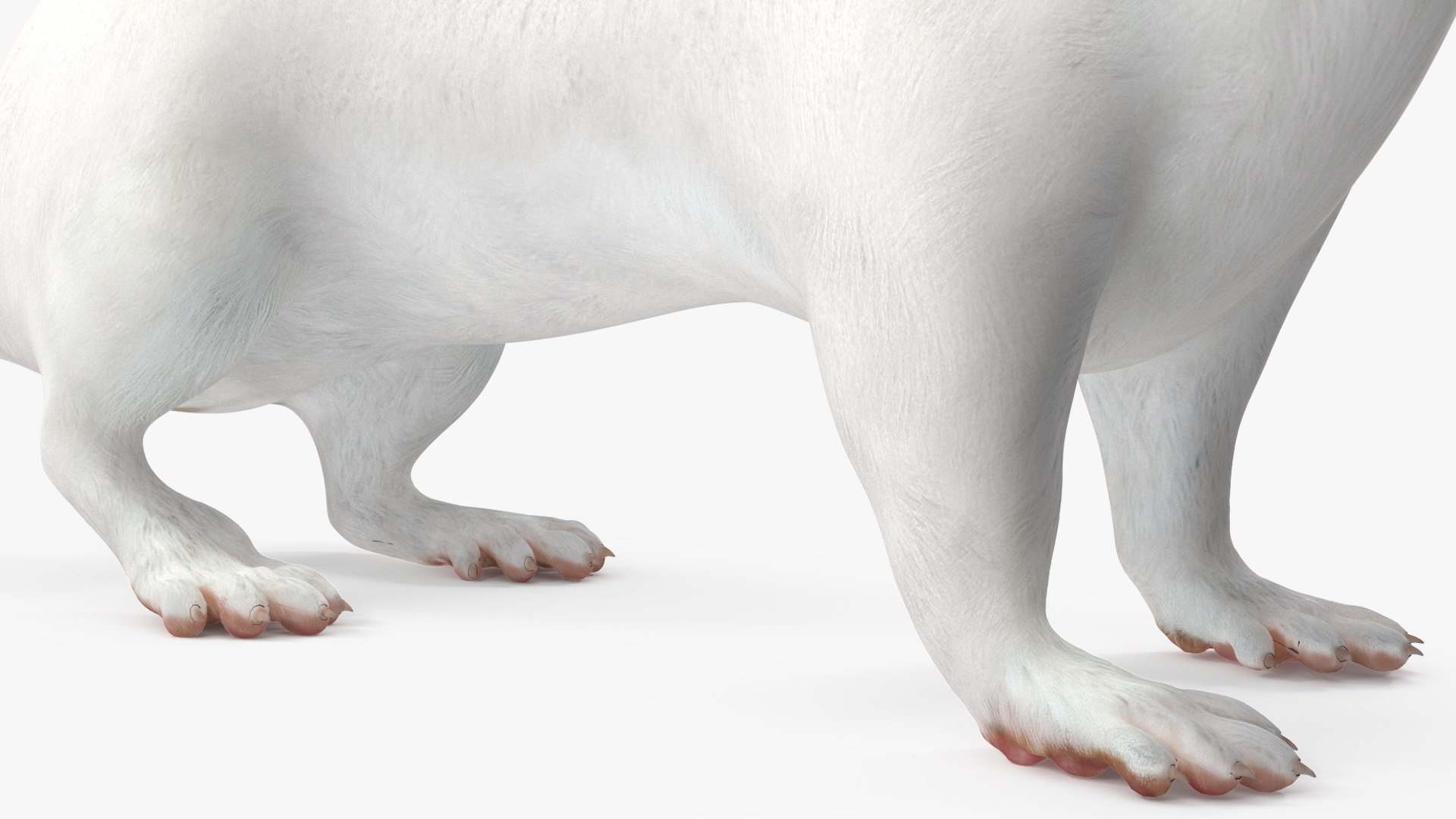 White Ermine Lifelike Pose 3D https://p.turbosquid.com/ts-thumb/Sm/IOPcAj/tW/whiteerminelifelikeposevray3dmodel017/jpg/1711936659/1920x1080/fit_q87/7d1bc93787b559184f217685c56e051817c208aa/whiteerminelifelikeposevray3dmodel017.jpg