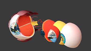 Eyeball Human Anatomy cross section lowpoly AR VR mobile