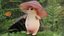 Pilz-Cartoon-Figur
