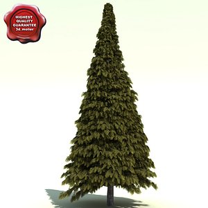 3d thuja plicata excelsa cedar