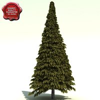 Thuja Plicata Excelsa (Excelsa Cedar)