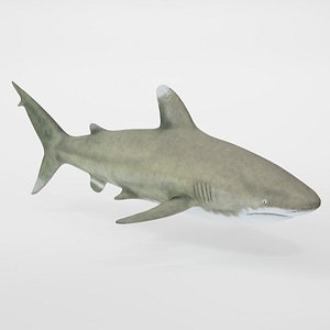 Realistic White Tip Shark model