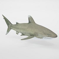 Realistic White Tip Shark