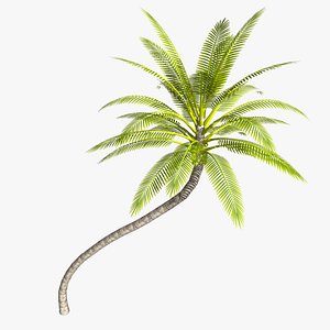 3D Coconut palm tree - diagonal