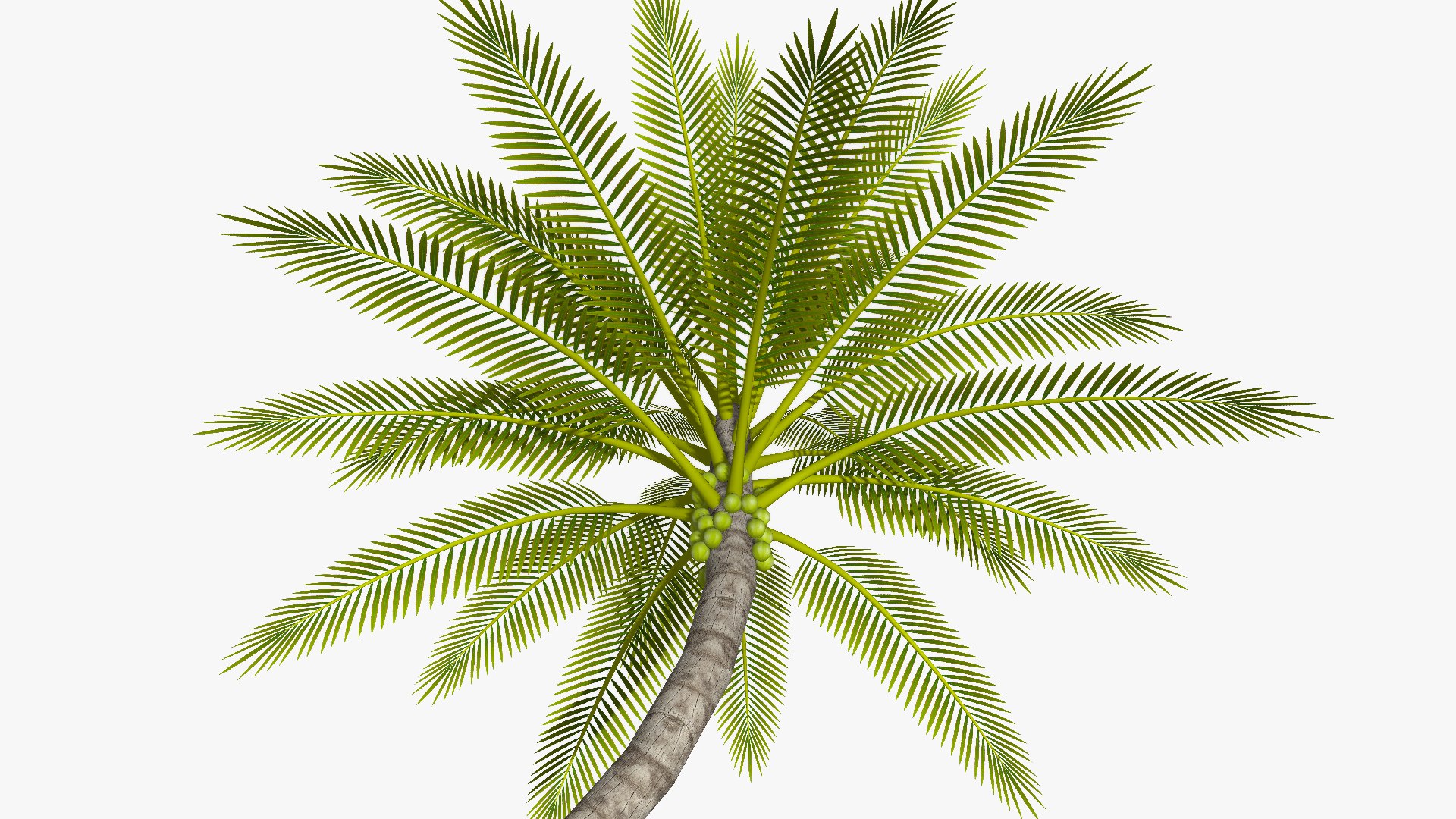 3D Coconut Palm Tree - Diagonal - TurboSquid 1891140