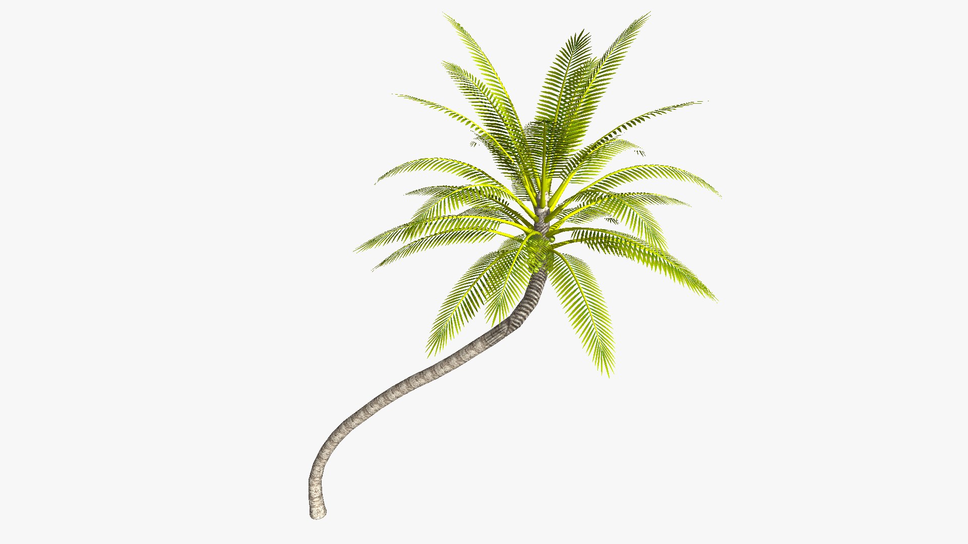 3D Coconut palm tree - diagonal https://p.turbosquid.com/ts-thumb/Sm/bURF29/UR/coconutpalmdiagonal_01/png/1651227612/1920x1080/fit_q87/c86a6ef48347717c8ff46b3e7833957b071b00fc/coconutpalmdiagonal_01.jpg