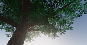 3D African Acacia model