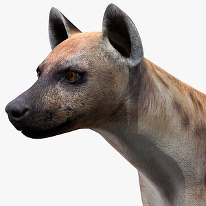 Hyena Rigged for Modo