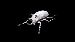3D Beetle 01 3D CT scan model low poly