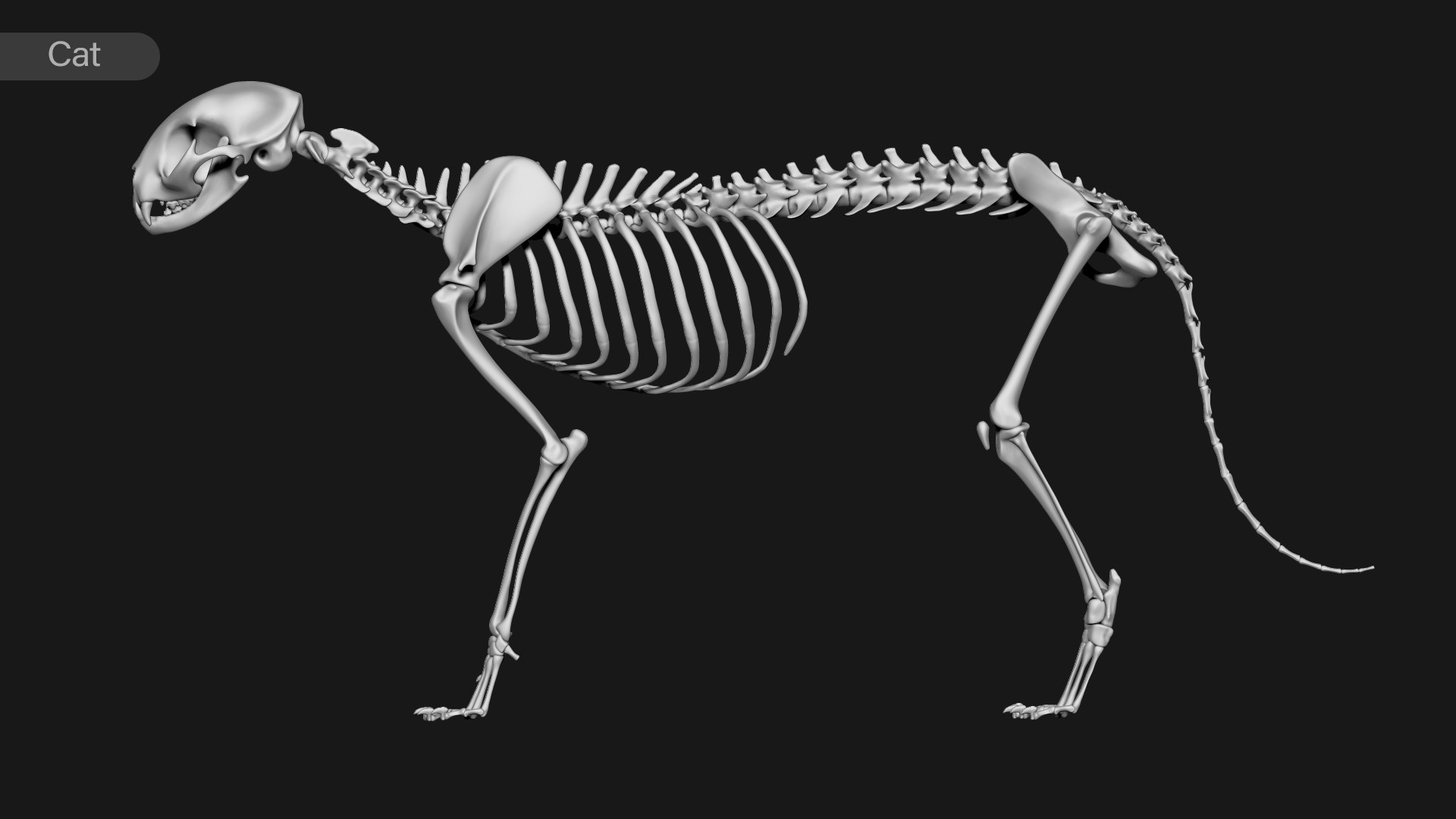 3D Cat skeleton model - TurboSquid 2049730