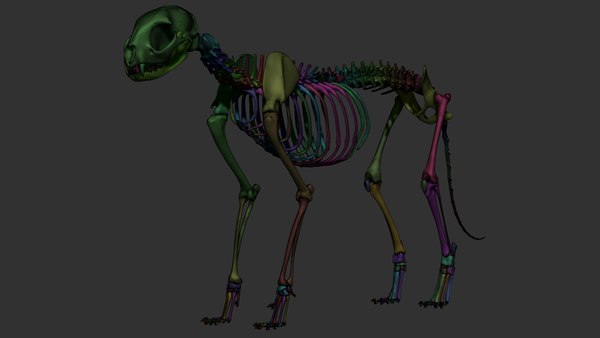 3D Cat skeleton model - TurboSquid 2049730
