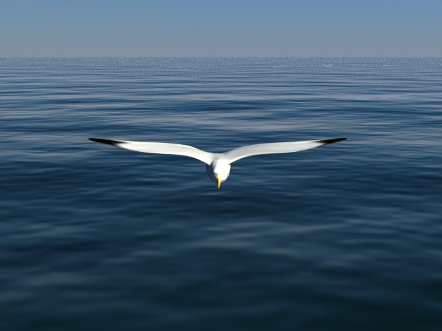 Seagull 3d Model