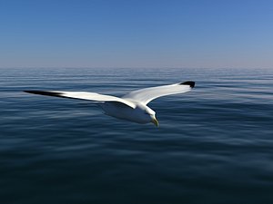 seagull 3d model