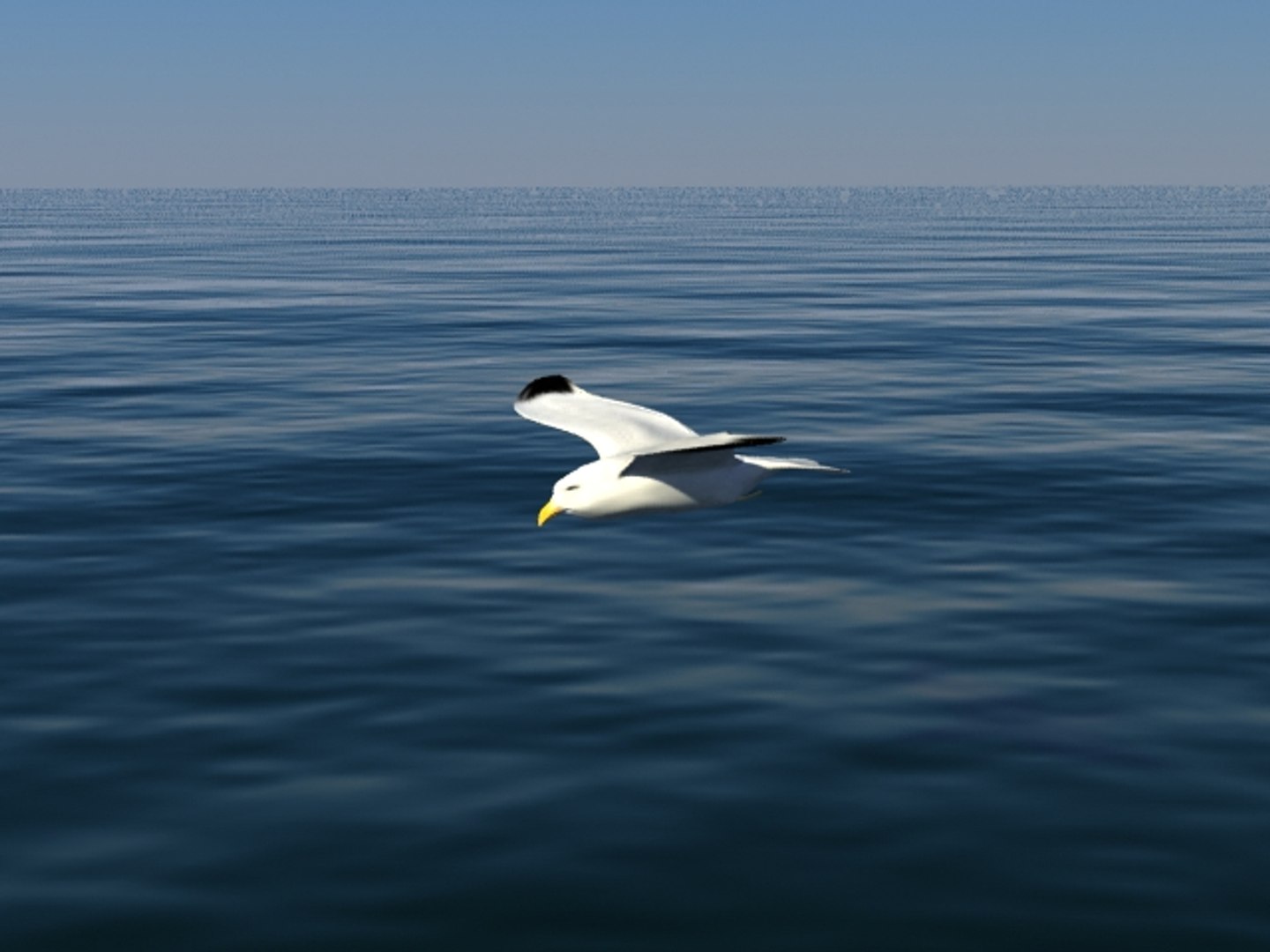 Seagull 3d Model