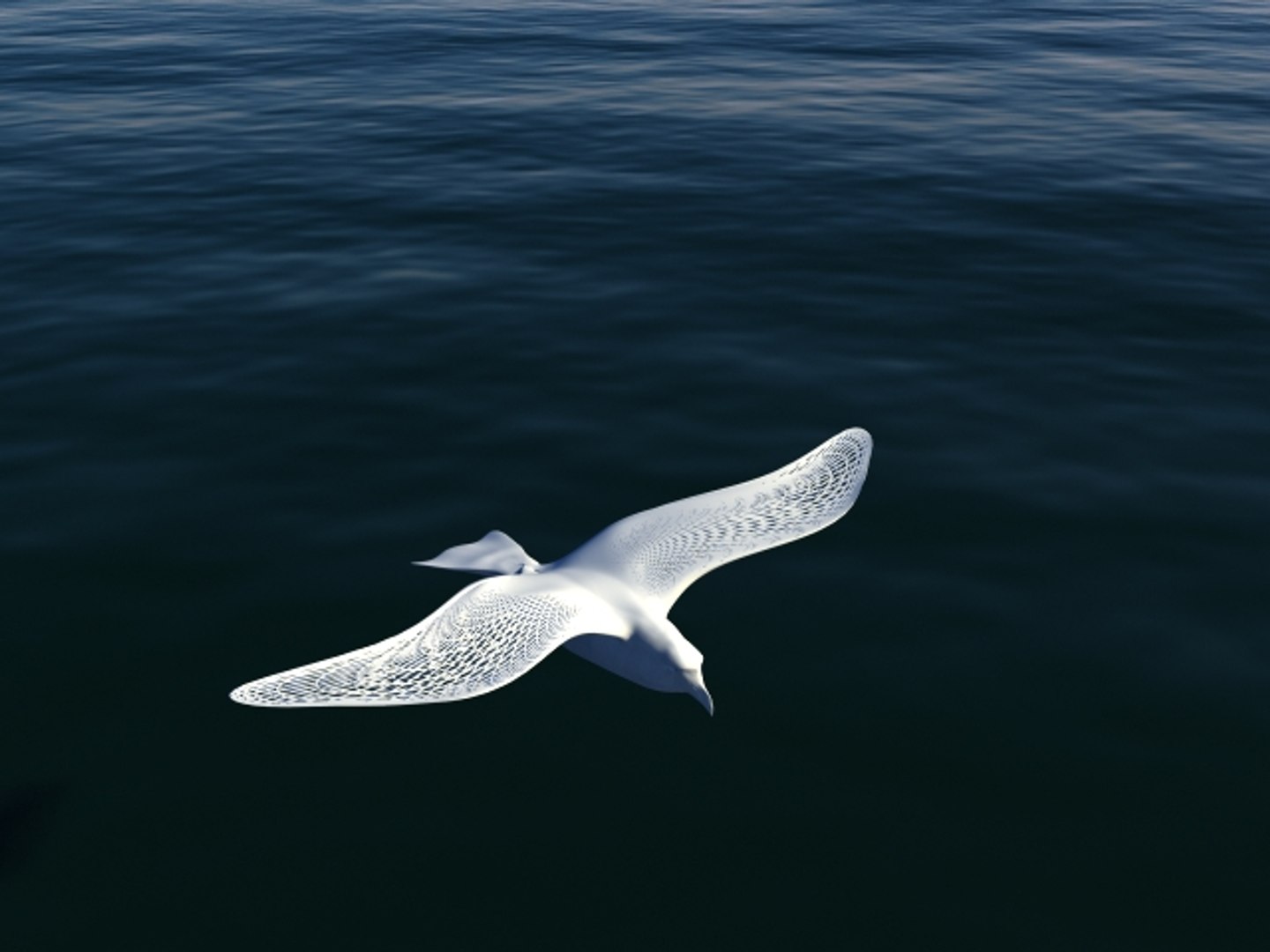 Seagull 3d Model