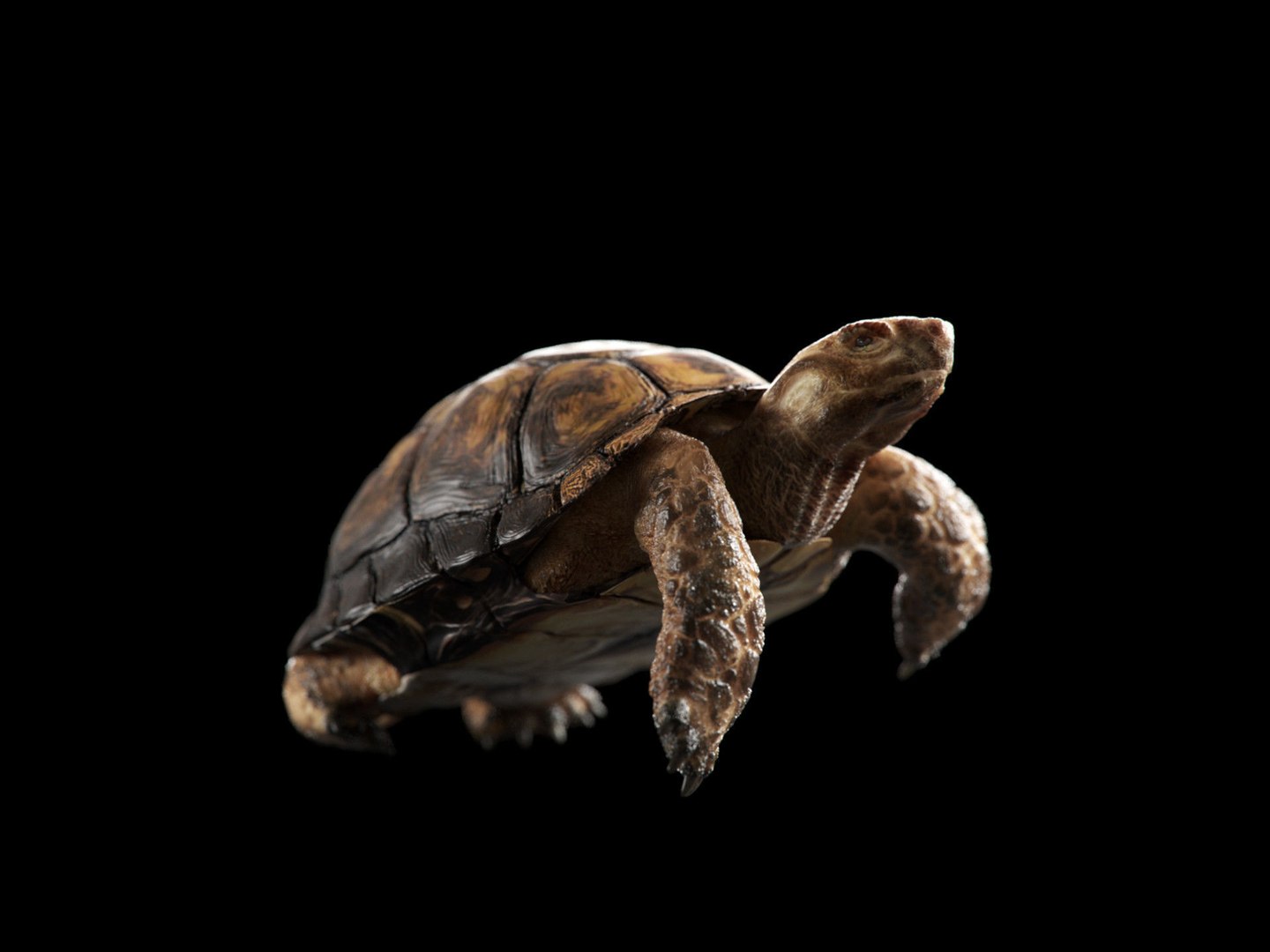 Turtle 3D Model - TurboSquid 2081535