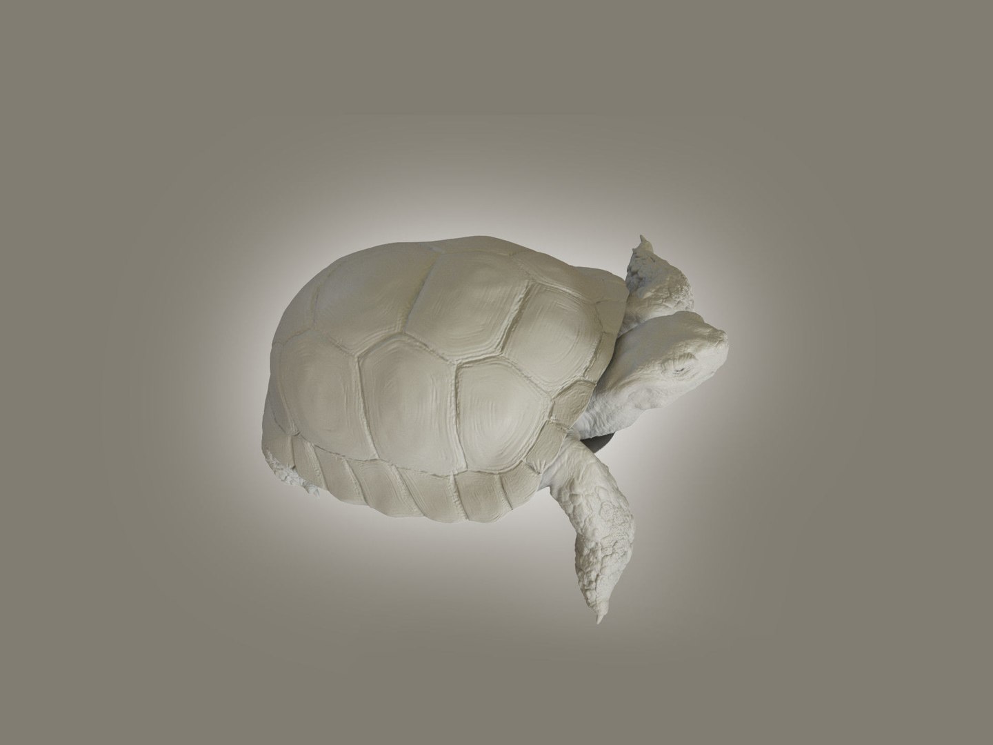 Turtle 3D Model - TurboSquid 2081535