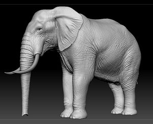 Elephant in Zbrush