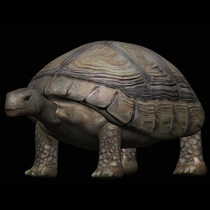 3D model fully rigged low poly tortoise