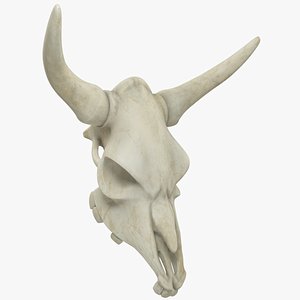 Bison Skull