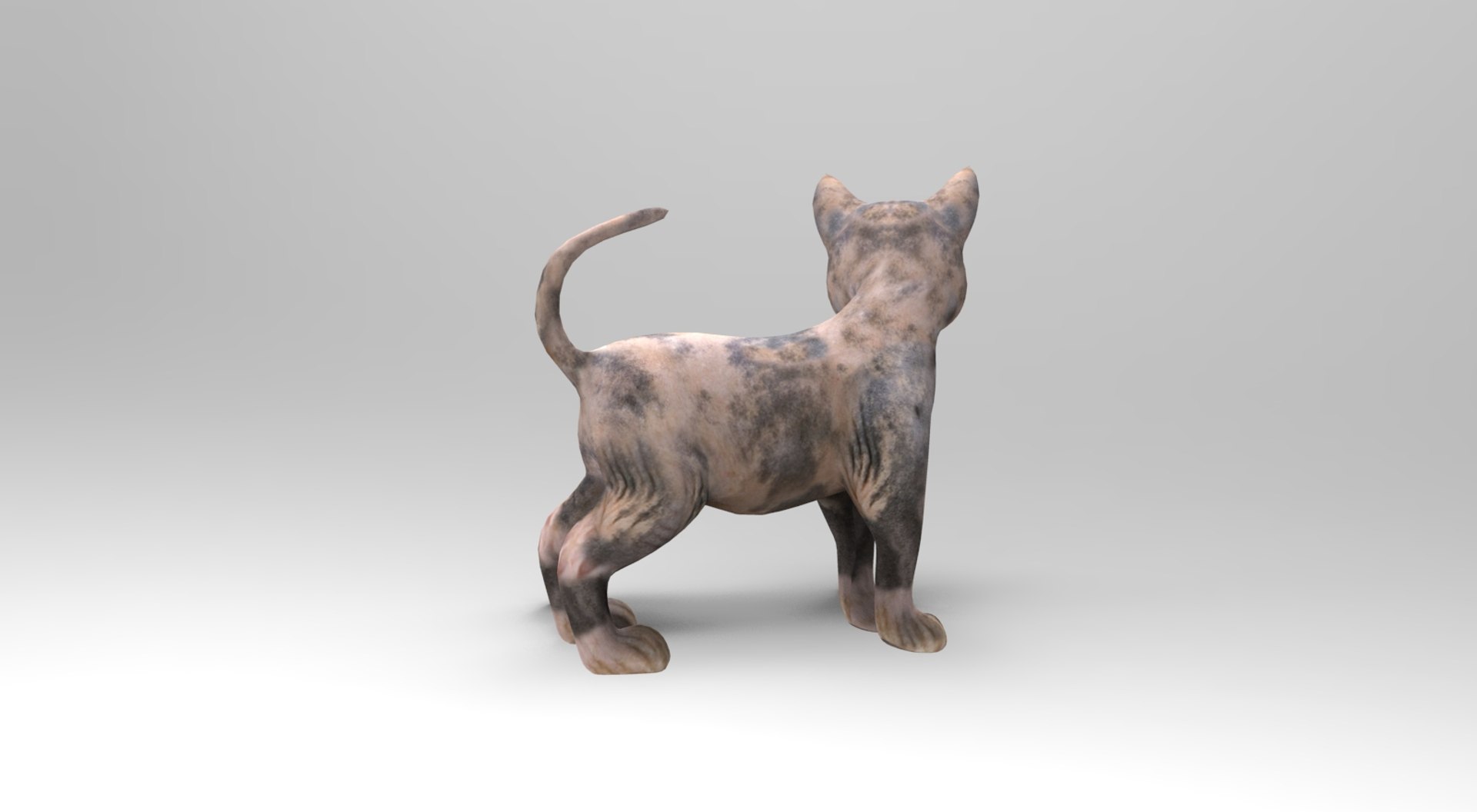 3D Cat Rigged Animation Model - TurboSquid 1204631