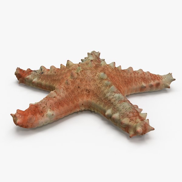 pentaceraster alveolatus starfish 3d obj