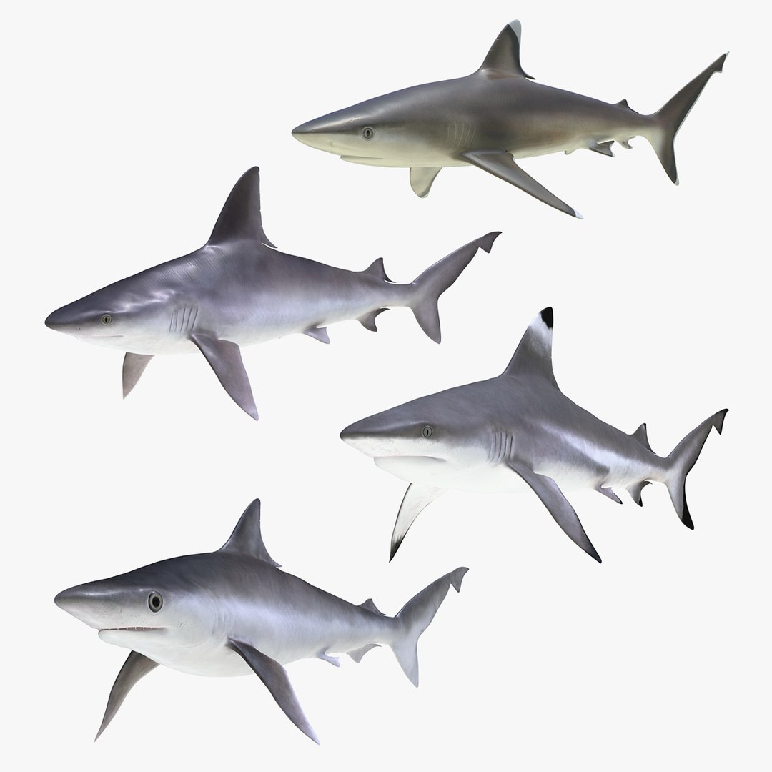 Rigged Sharks Collection 5 3D model preview