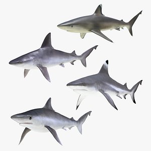 Rigged Sharks Collection 5