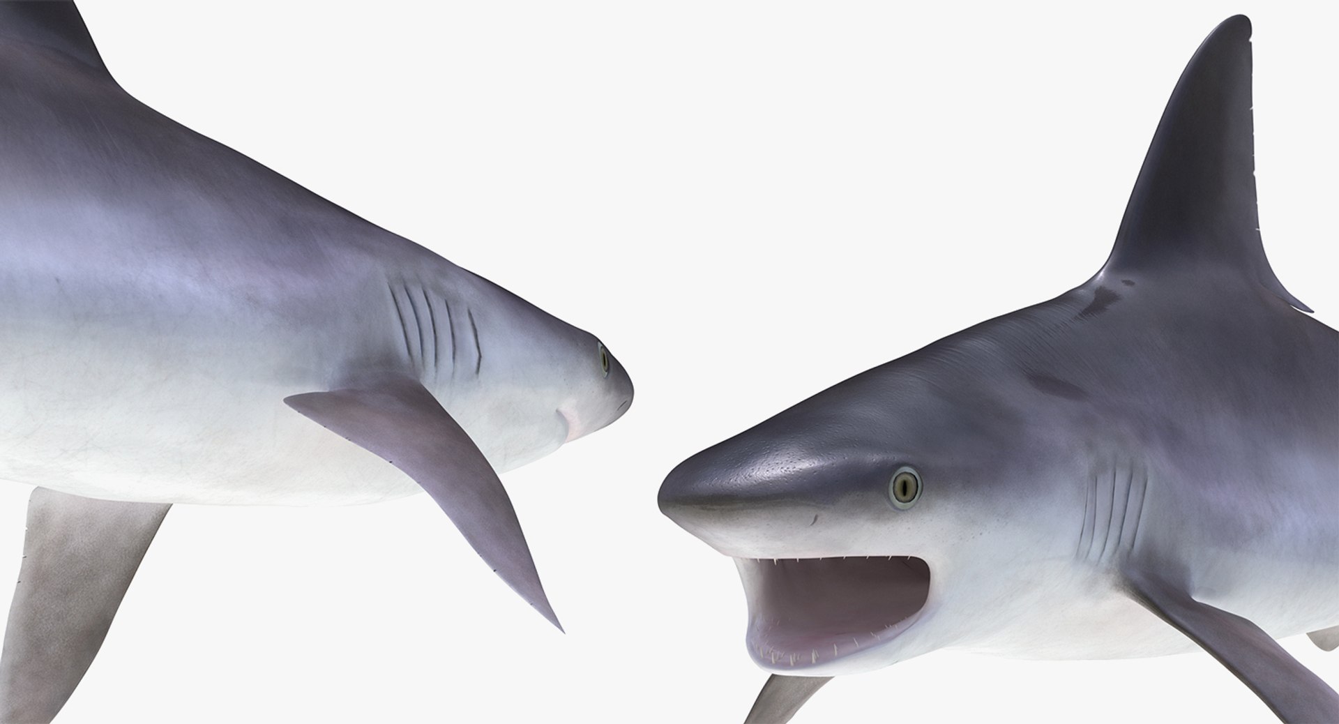 Rigged sharks 5 3D - TurboSquid 1430505