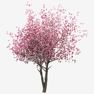 3D Set of Chinese Magnolia or Saucer Magnolia Trees - 3 Trees model