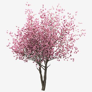 Set of Chinese Magnolia or Saucer Magnolia Trees - 3 Trees