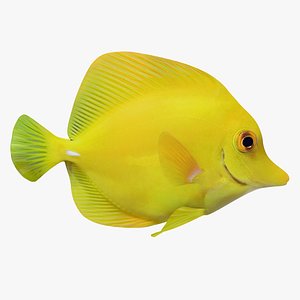 yellow tang fish animation 3D model