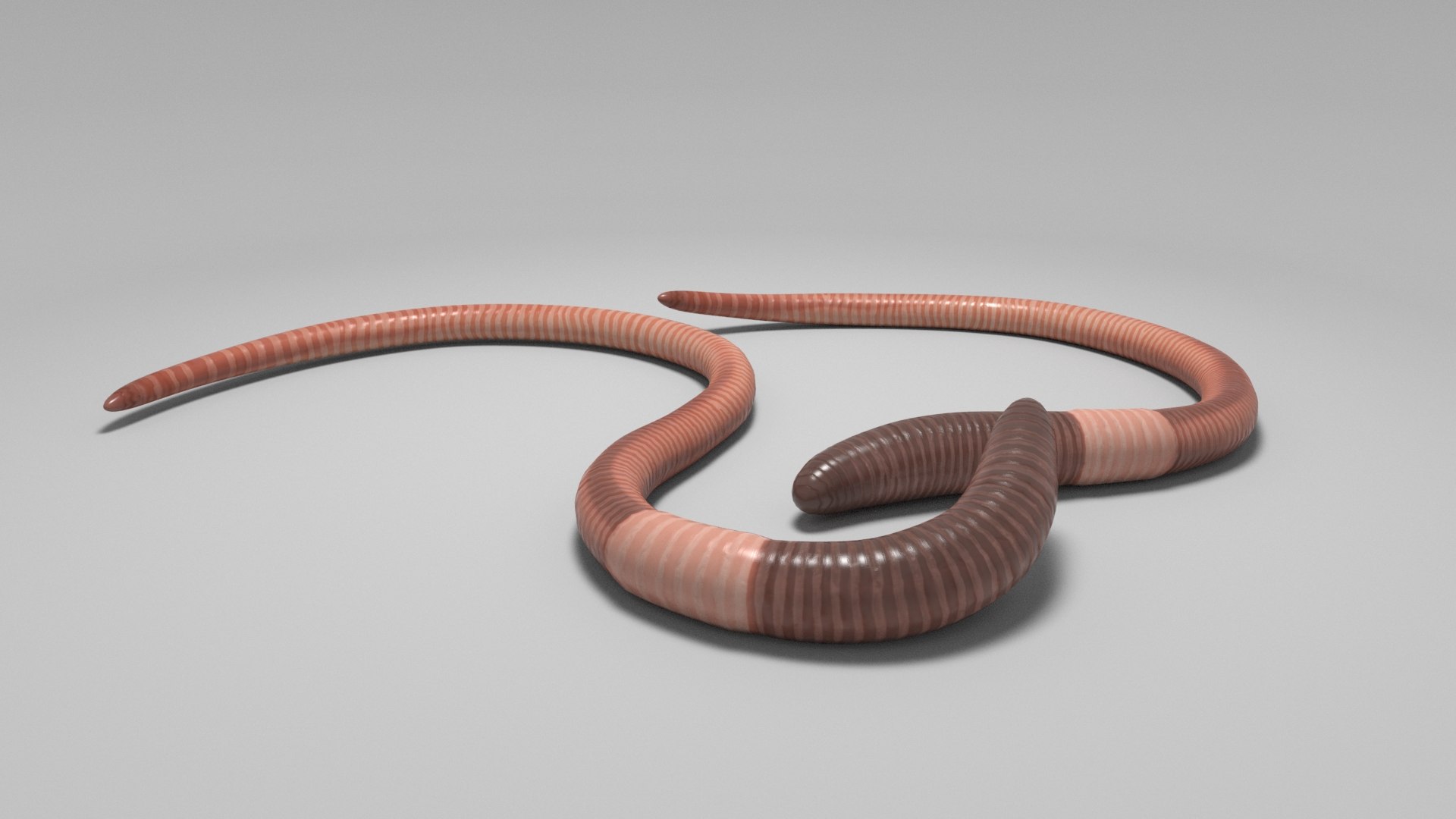 3D Earthworm - TurboSquid 1989181