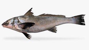 Panama Kingfish