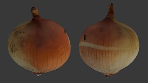 Onion 3D Scan 3D model