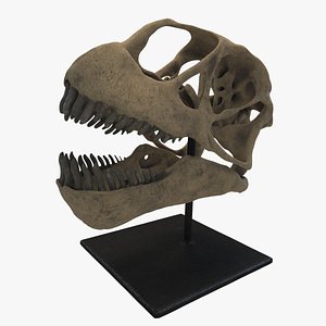 dinosaur skull 3D
