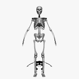 skeleton 3D model