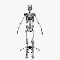 skeleton  model