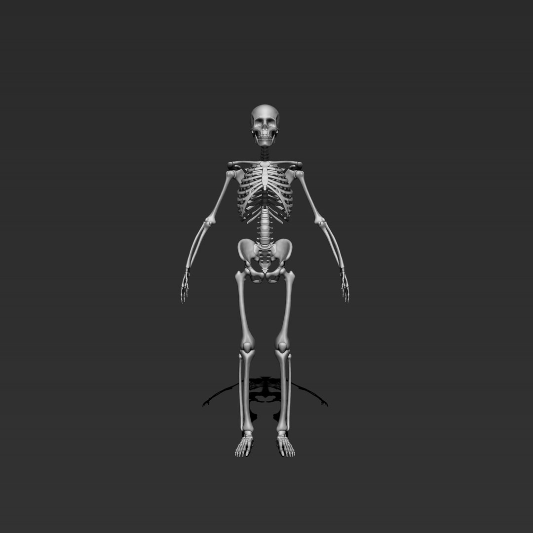 Skeleton 3D Model - TurboSquid 1415297