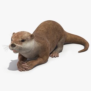 North American River Otter Rigged