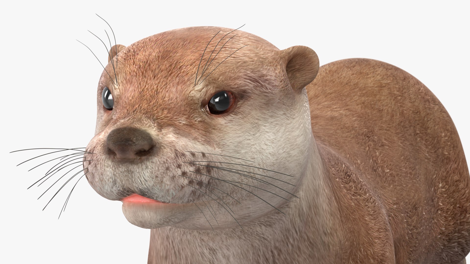North American River Otter Rigged 3D Model - TurboSquid 2134260