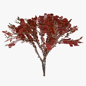 Red-leafed shrub Acalypha wilkesiana 3D