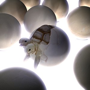 3D twin turtle model