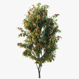 Rowan 4 meters 3D