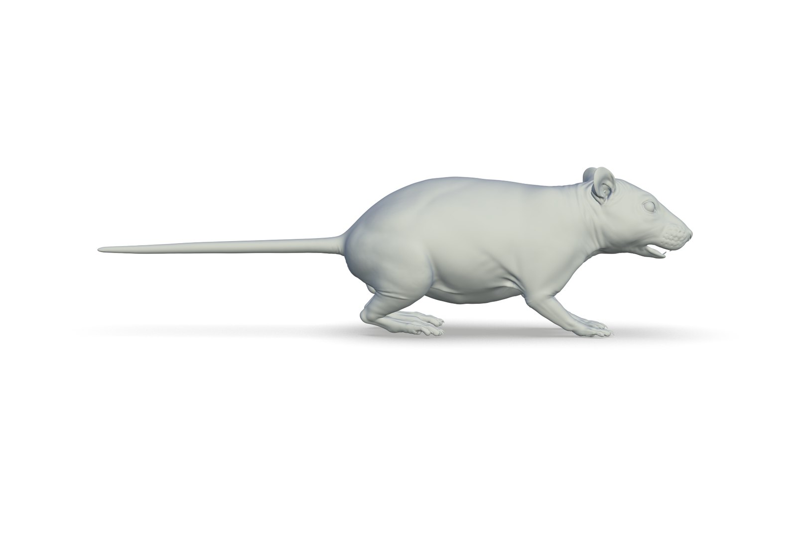 3D Rat Model - TurboSquid 2213668