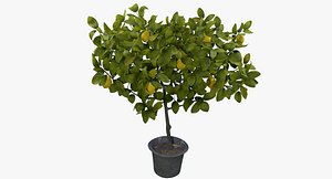 3D model lemon tree