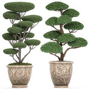 topiar tree classic flowerpots model