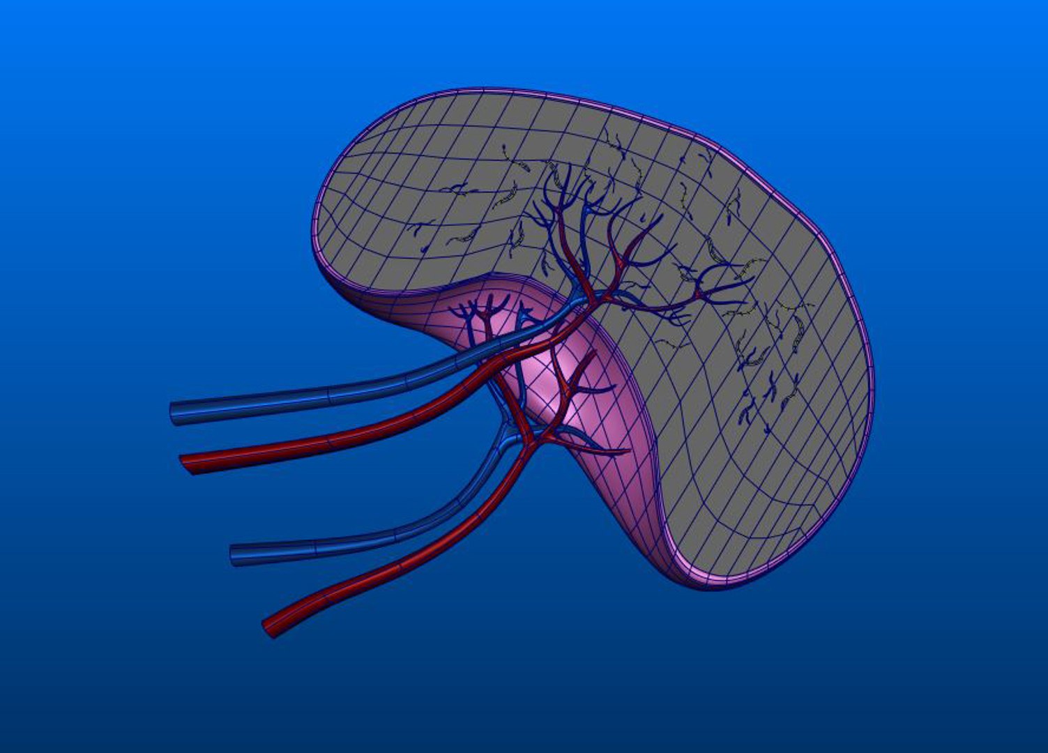 3D spleen section https://p.turbosquid.com/ts-thumb/Sp/1BKI9q/Bn65o7Rk/spleen_b/jpg/1549116683/1920x1080/fit_q87/820b2cec375d99ec0f4558b6a252d98f99405694/spleen_b.jpg